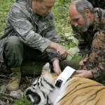 Putin: Der Mann der den ersten Tiger in den Tank bekommen hat.